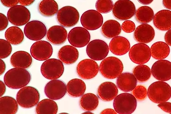 Astaxanthin in Sports Nutrition: The Natural Performance Upgrade